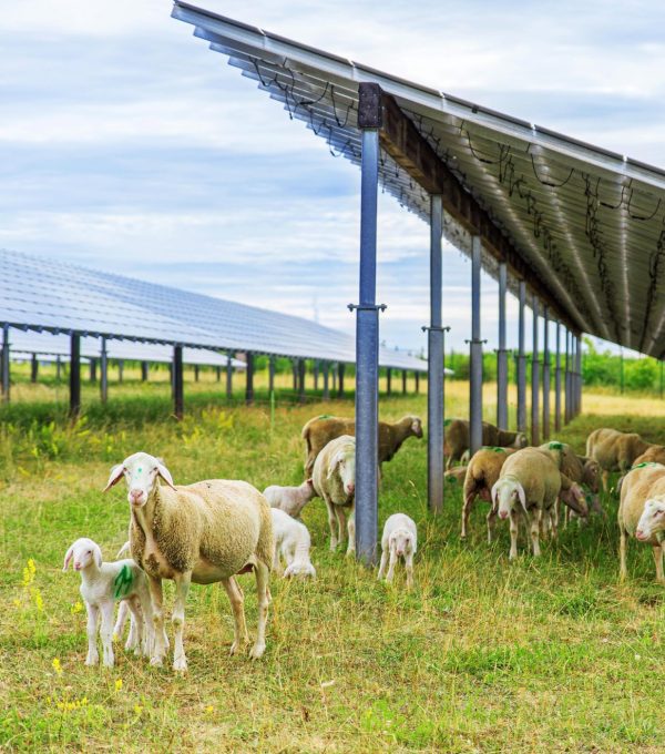 Schafe mit Lämmern auf einer Solaranlage