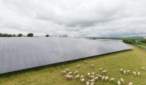 Wadebridge Solar Farm mit Schafen