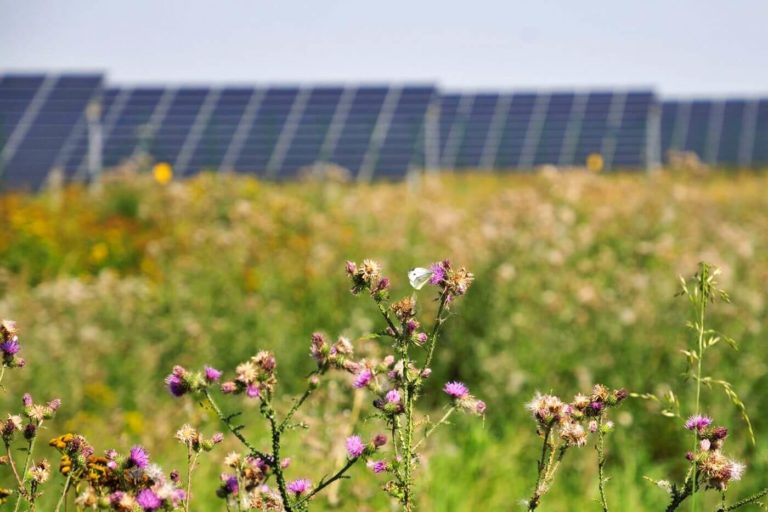 A butterfly sits on pink flowers in front of a solar power plant