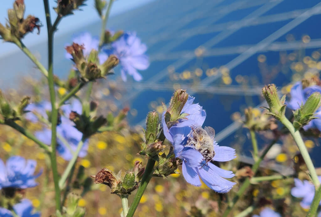 A bee sat on a colourful flower. In the background, many more colourful flowers and a solar farm can be seen.