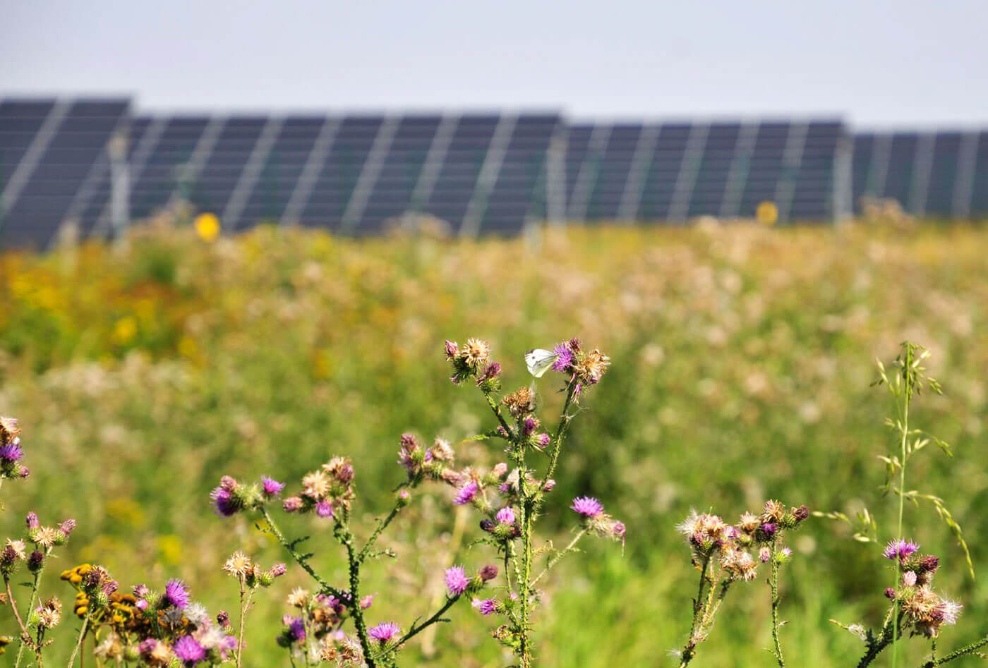 A butterfly sitting on flowers. In the background, a solar farm is visible.