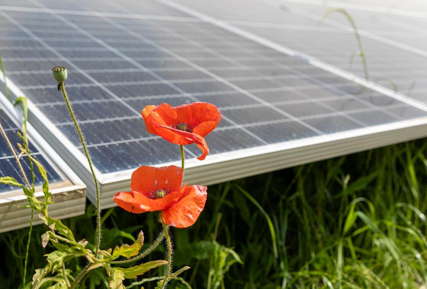 Poppy flower in front of a solar farm showcasing nature compatibility services