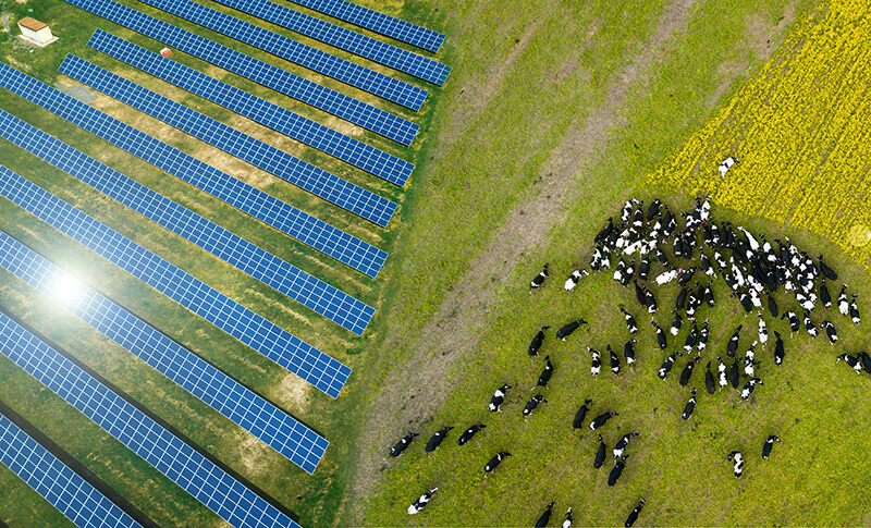 Shot from above: Cows graze next to a solar farm