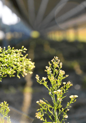 close up of a plant in front of a solar farm