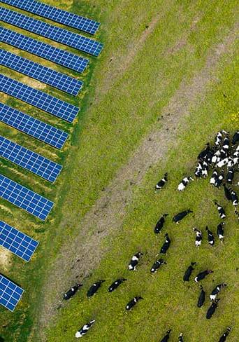 An agrivoltaics solar farm where cows graze next to solar panels