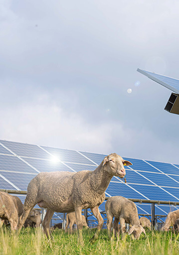 Sheep grazing in front of a solar farm