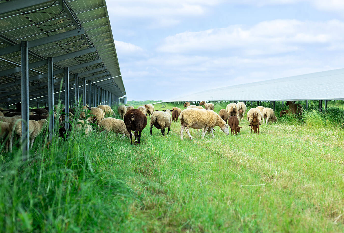 Sheep grazing on a large-scale solar farm