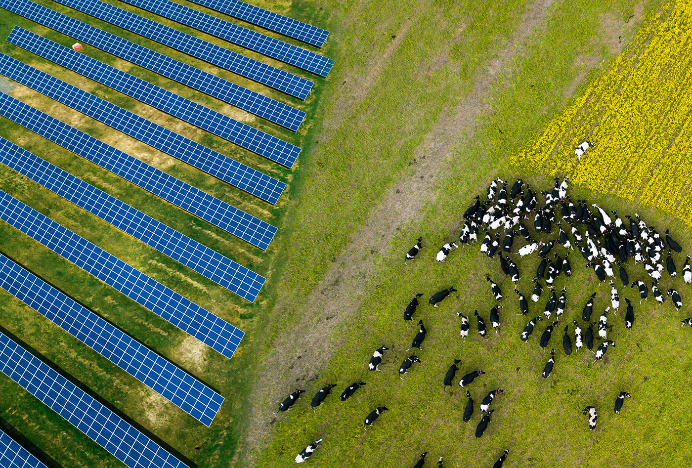 An agrivoltaics solar farm where cows graze next to solar panels