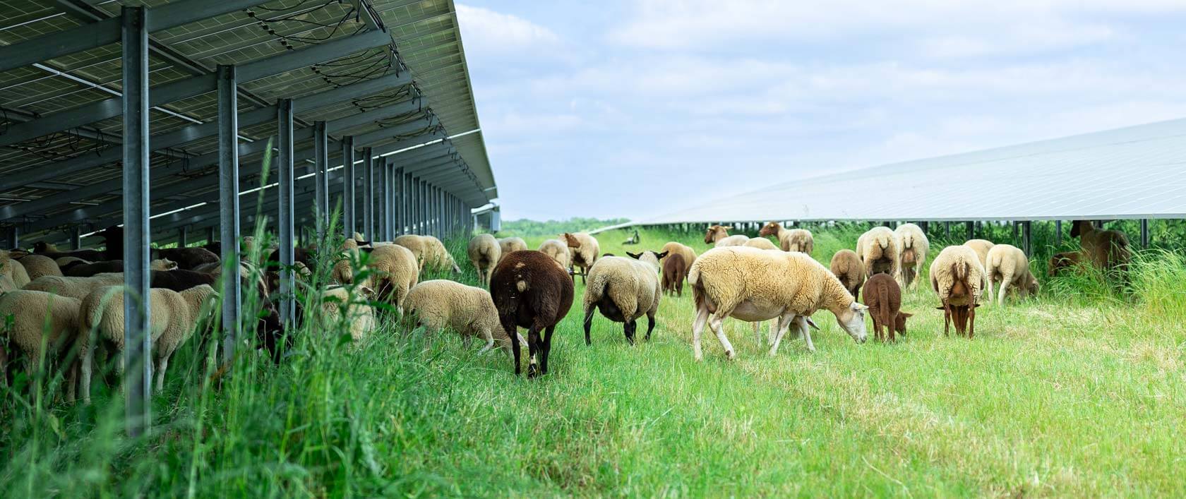 A large-scale photovoltaic plant with sheep grazing between the rows