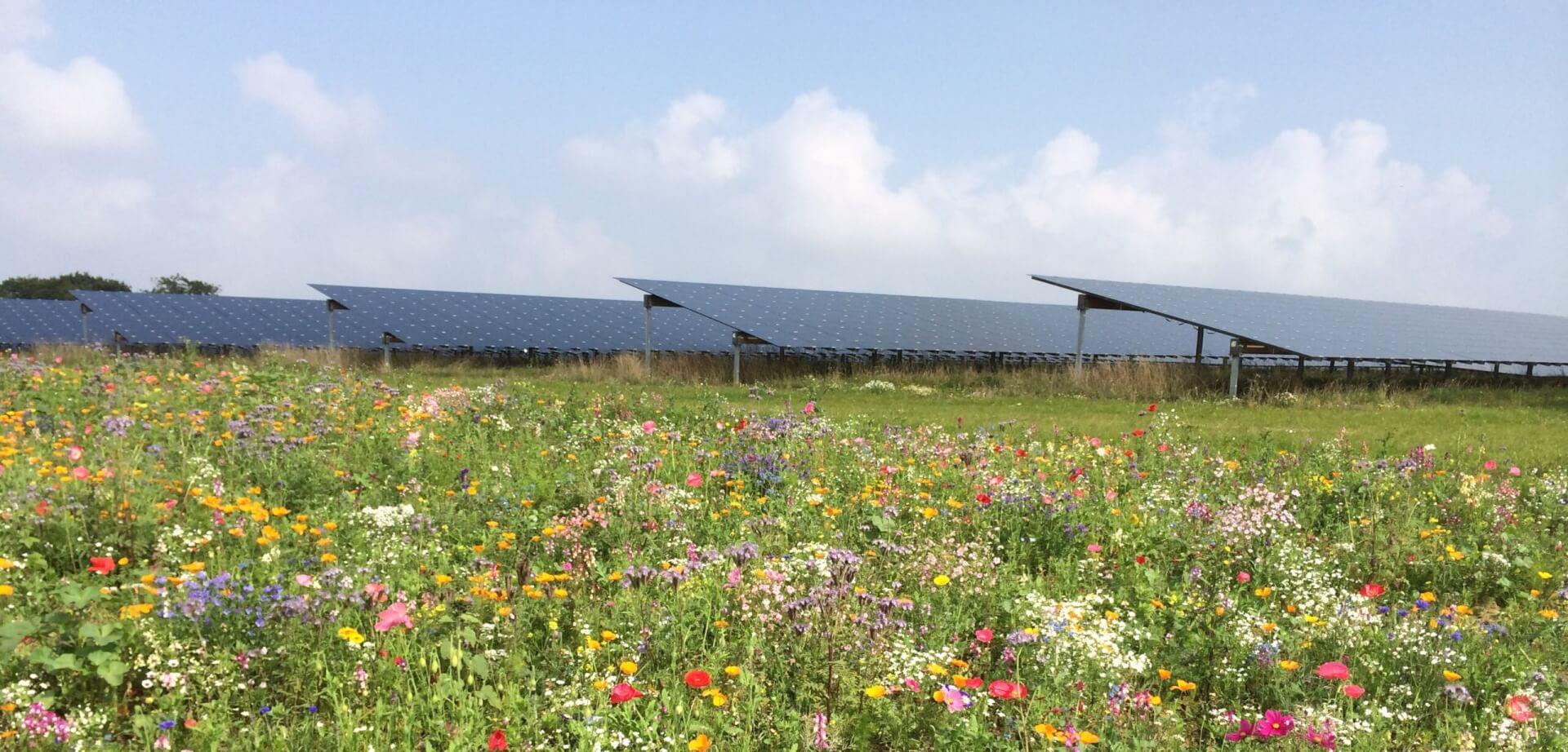 solar farm constructed by BELECTRIC UK with flowers in front