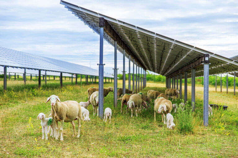 solar farm with sheep taking shelter as a possibility for agrivoltaics shown by BELECTRIC Netherlands