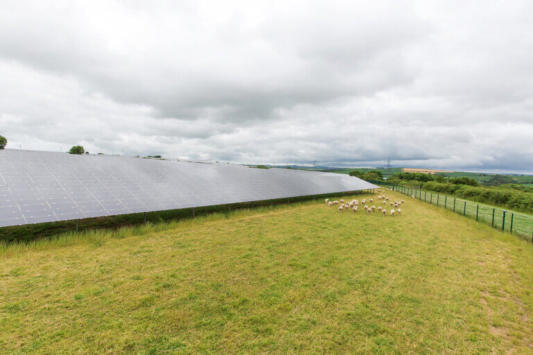 ground-mounted solar farm constructed by BELECTRIC UK with sheep in front