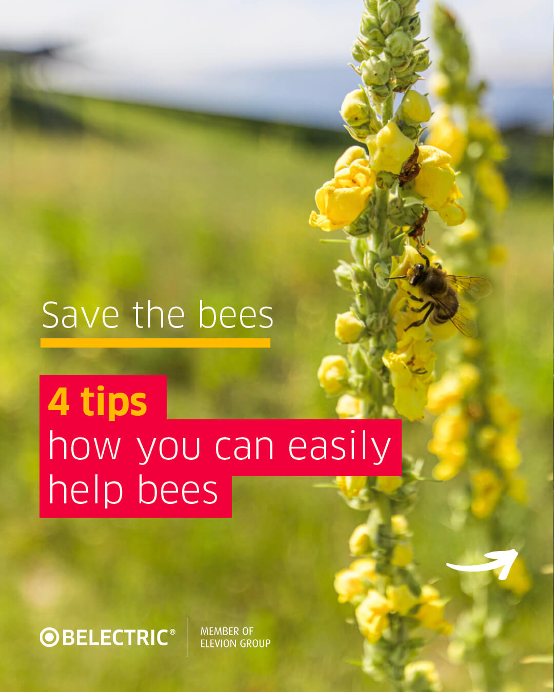 2025_kw20_belectric_bees_1_en.jpg