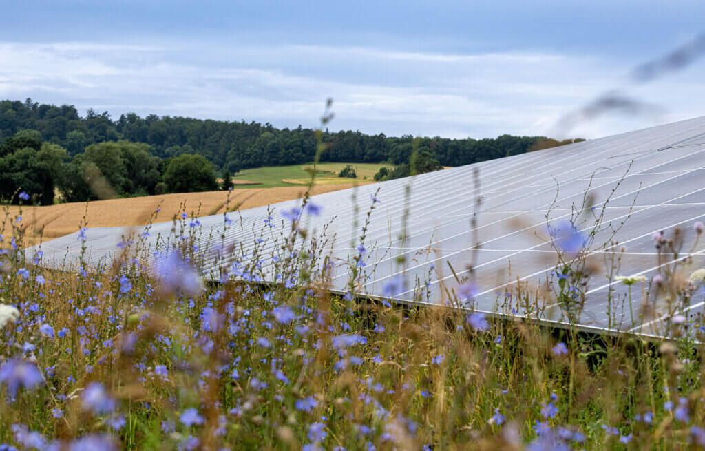 Flowers grow on BELECTRIC's solar farm in Reddehausen