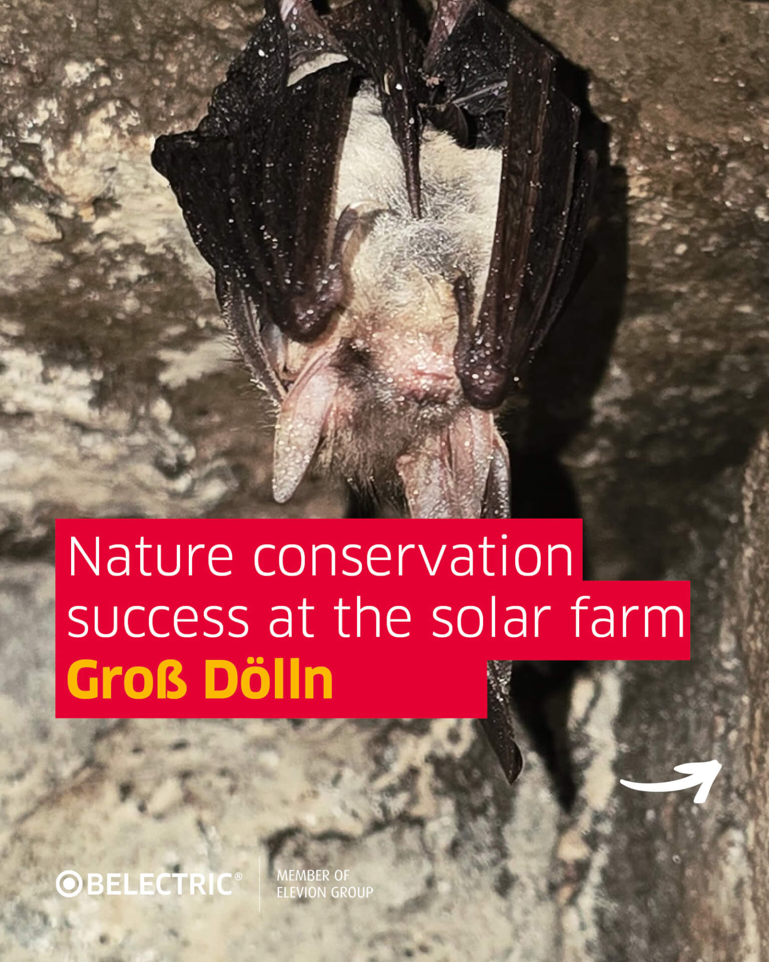 11,000 bats at the Groß Dölln solar farm – a real nature conservation ...