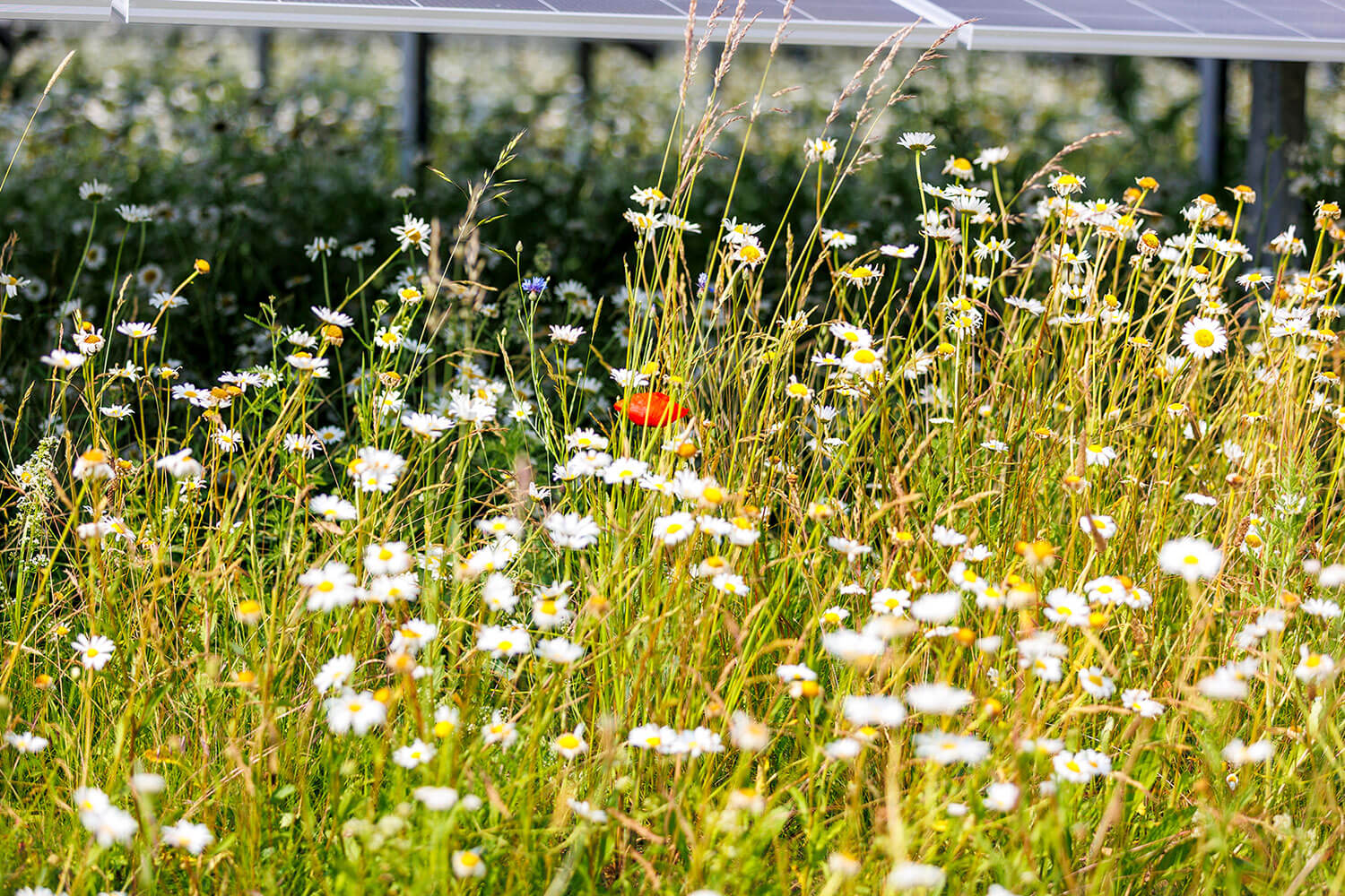 Geringe Flächenversiegelung am Beispiel eines Solarparks, auf dem viele Wildblumen wachsen