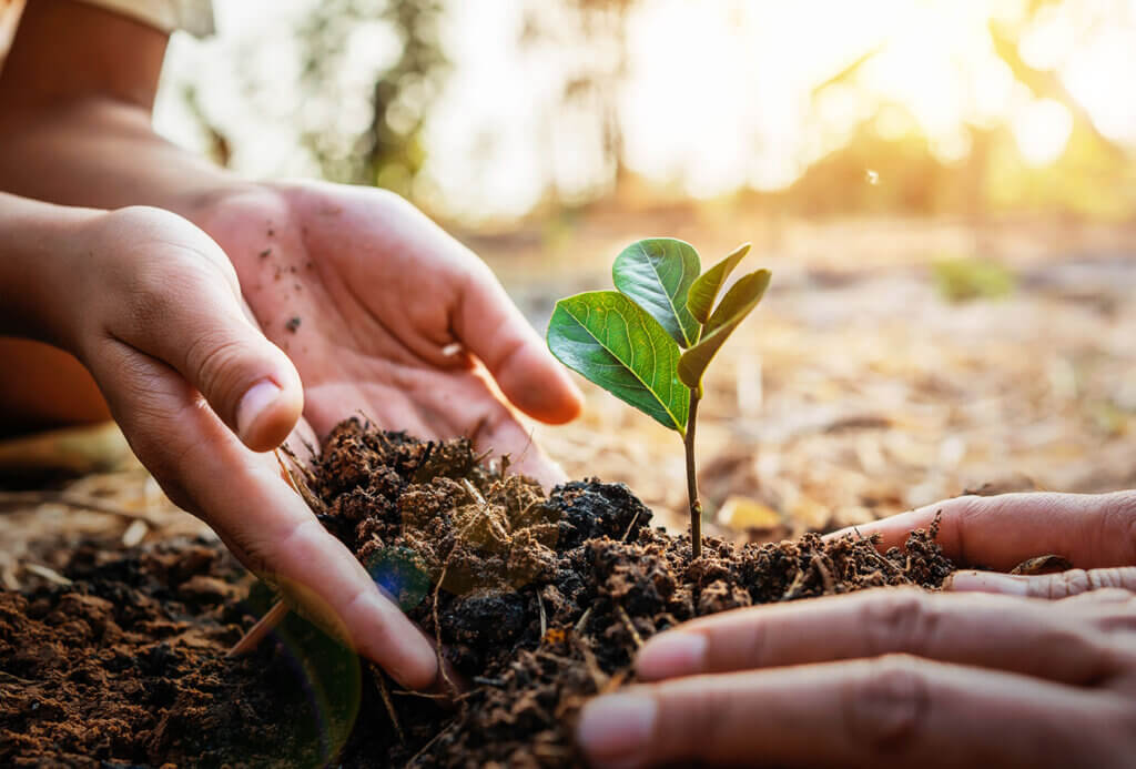 Four hands plant a tree seedling into the earth