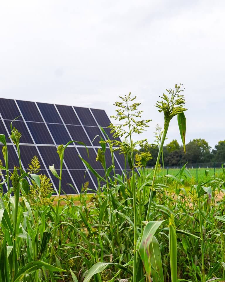 Agrivoltaic system combining crop cultivation and solar energy generation at BELECTRIC's Cassà 3 project in Cassà de la Selva, Spain.