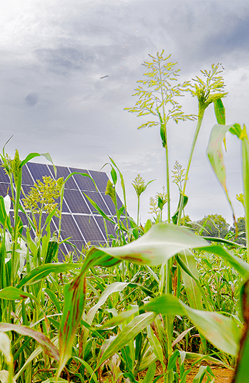 Solar panels installed alongside agricultural crops in an agrivoltaic project.